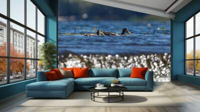 Two ducks swimming in a body of water Wall mural