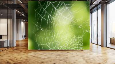 water droplets on a spider web in nature Wall mural