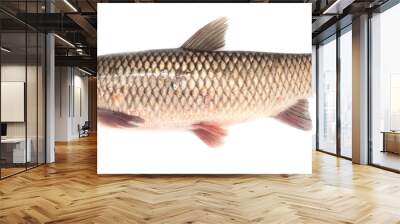 White carp fish isolated on white background. Wall mural