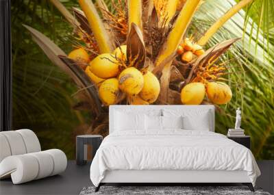 Yellow coconuts on a palm tree Wall mural