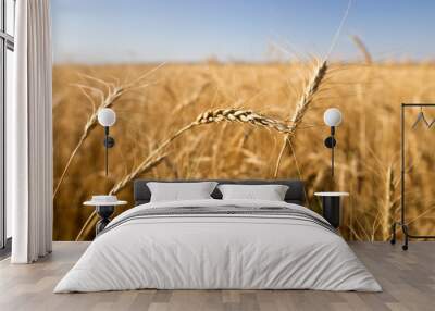 Yellow ears of wheat in a field in nature Wall mural