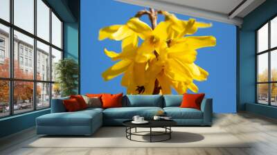 Yellow flower on a background of blue sky in spring Wall mural