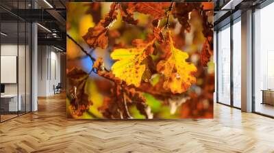 Yellow leaves on the branches of the oak Wall mural