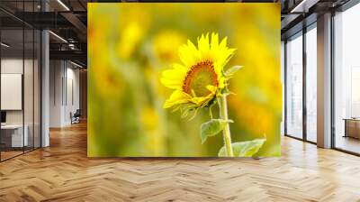 Yellow sunflowers in the field Wall mural