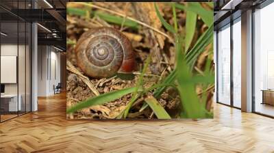 Gefleckte Schnirkelschnecke (Arianta arbustorum). Wall mural