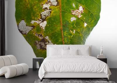 Pho leaves in the evening.Green leaf Pho leaf, (bo leaf, bothi leaf) with sunlight in nature, bo tree , bothi tree , pipal tree leaves background, Banyan tree leaves, bothi perennials plant Wall mural