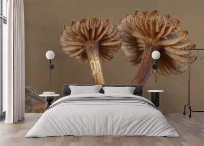 Macro Shot of Two Delicate Brown Mushrooms on a Log with Intricate Gills and Soft Lighting Wall mural