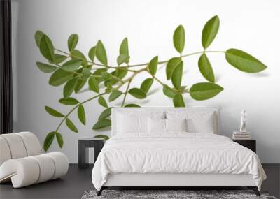 Fresh licorice branch Wall mural