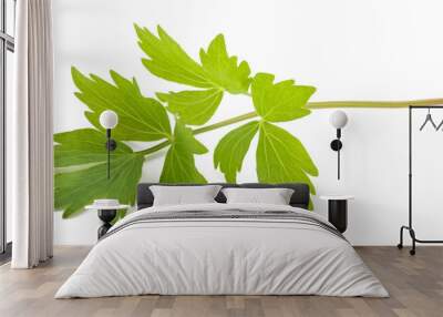 Fresh lovage Wall mural