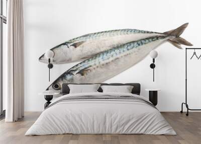 mackerels Wall mural