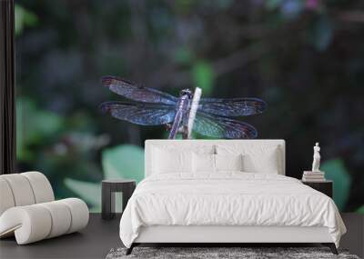 Dragonfly sunning on stem 2 Wall mural