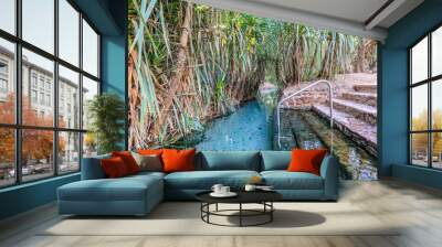 Natural hot thermal pool flowing through rainforest Wall mural