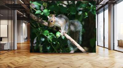 Close up of an inquisitive Grey Squirrel on a branch Wall mural