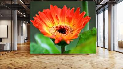 dynamic orange flower with dew drops, with red and yellow Wall mural