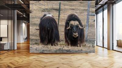 Musk Oxen in pasture Wall mural