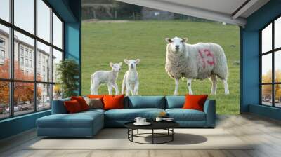 sheep and lambs Wall mural