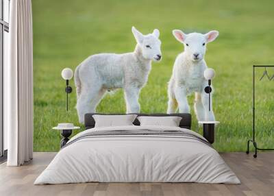 two white lambs Wall mural