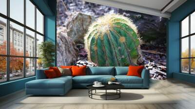 Cactus Wall mural