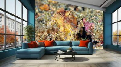 A picture of a blue ring octopus Wall mural