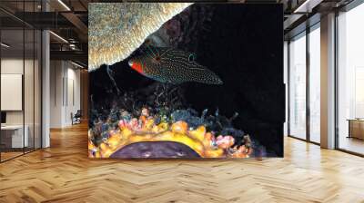 A picture of an orangestriped triggerfish Wall mural