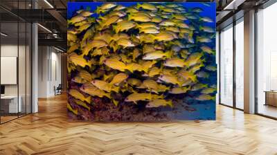 A large school of blue striped snappers at Hawaiian Reef Wall mural