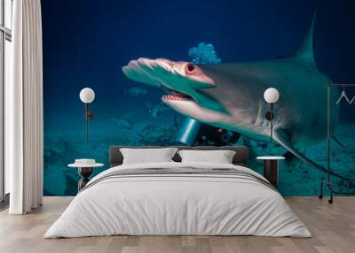 A very close encounter with a 15ft great hammerhead shark Wall mural