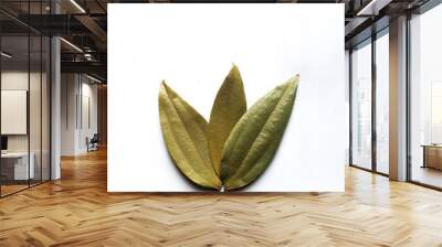 bay leaf  isolated stock images. Wall mural