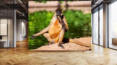 Monkey at the zoo Wall mural