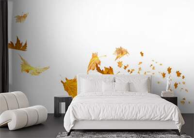 leaves leaf isolated backgroud autumn season - 3d rendering Wall mural