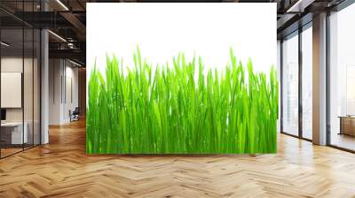 Dew on grass on the white background Wall mural