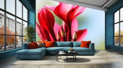 Plumeria flower with beautiful in the nature Wall mural