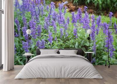 Purple salvia flowers wth the nature Wall mural