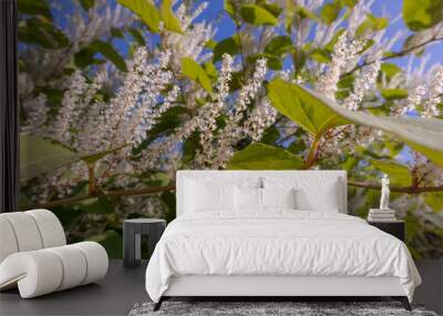 Itea virginica shrub in autumn. A flowering ornamental shrub with white flowers. Wall mural