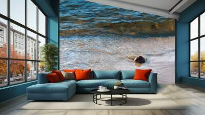 Sea wave and stones. Small stone on the sand. Sea coast with stones. Wall mural