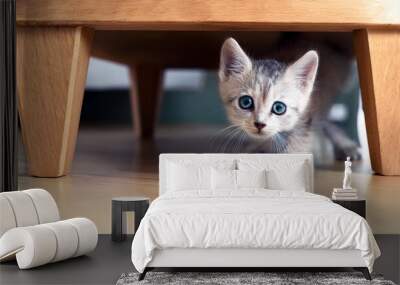 kitten under the table Wall mural