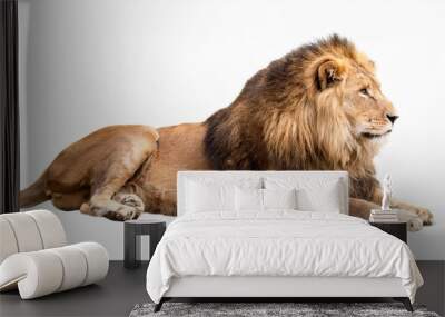 lion isolated on white Wall mural