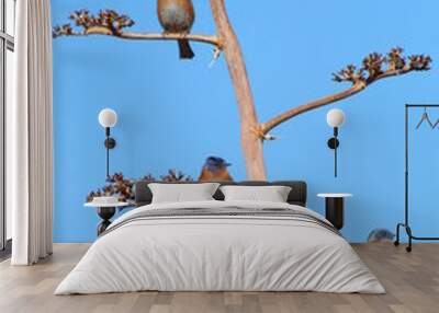 3 Birds on a tree against blue sky Wall mural