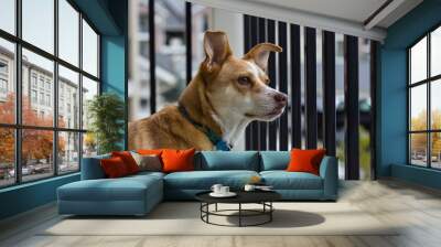 Australian Cattle Dog stares viewed from behind Wall mural