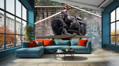 Group of Chimpanzee grooming in Zoo Negara Malaysia National Zoo Wall mural