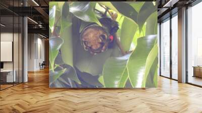 Hawaiian Hoary Bat Wall mural