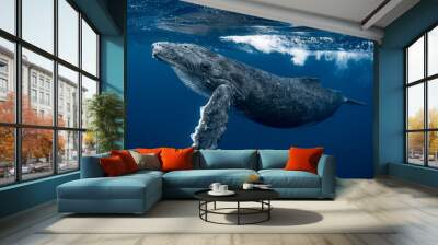 Humpback Whale Calf Wall mural