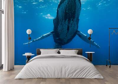 Humpback Whale Mother and Calf Wall mural