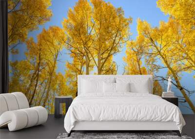 Golden Grove - back-lit low-angle view of bright sunlight shining on a golden autumn aspen grove. Wall mural