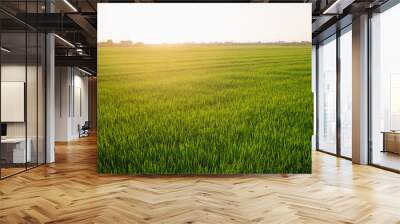 rice field Wall mural