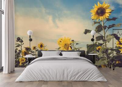 sunflower flower field blue sky vintage retro Wall mural