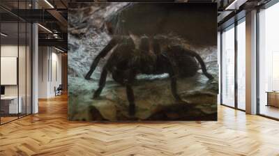 spider on the ground Wall mural