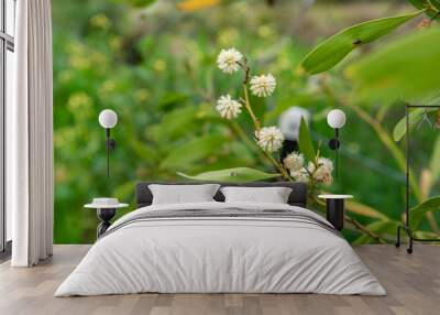 white flower in the garden Wall mural