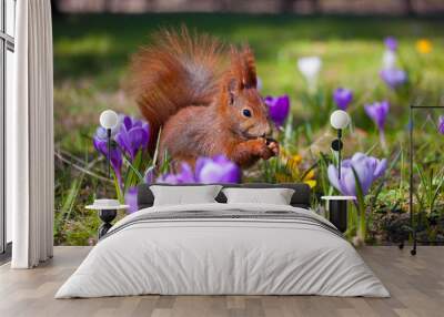 Cute little squirrel on the meadow with flowers Wall mural