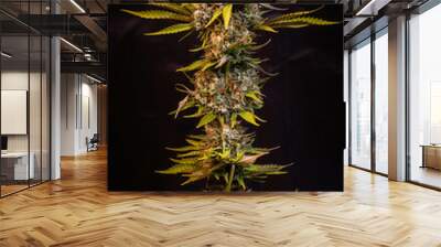 Branches of medical Marijuana with flower buds on a dark background Wall mural