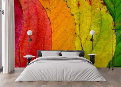 Colorful leaves - perfect for background or wallpaper Wall mural